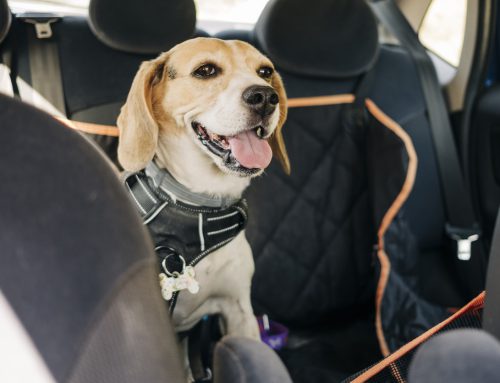 Traveling with Your Dog: Tips for a Smooth Journey