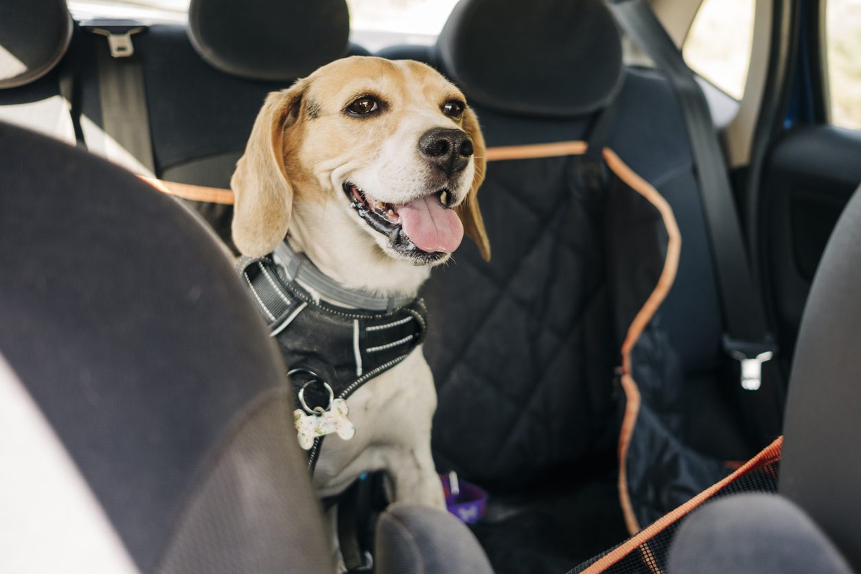 Traveling with Your Dog: Tips for a Smooth Journey